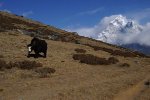 Yak and Ama Dablam above Dingboche