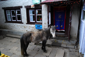 This pony had to wait nearly 10 minutes to get into the Danfe Bar in Namche Bazaar.