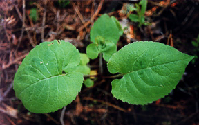 Bigleaf Aster, Aster macrophyllus