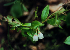 Blueberry, Vaccinium sp.