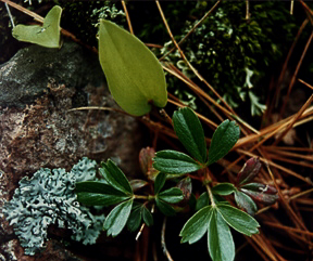 Lichen, Three toothed cinquefoil, and False lily of the valley