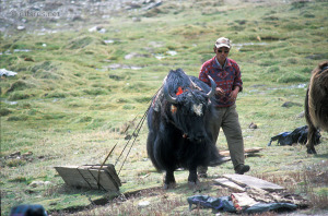 Once loaded, yaks are docile. The trick is getting stuff on their backs!